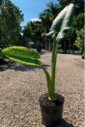 10" Alocasia Borneo Giant